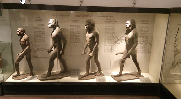 evolution