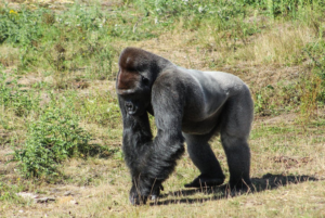 animal