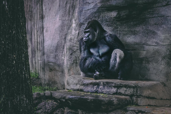 gorilla